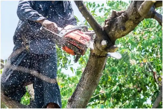 tree services Atlantic Beach